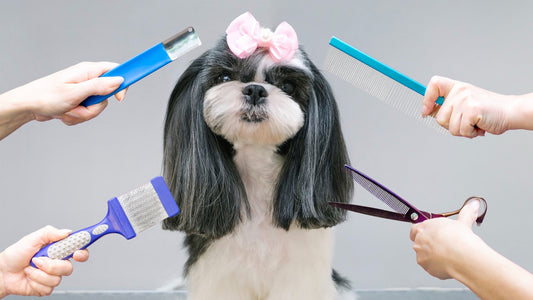 The Art Of Pet Grooming: Tips And Tricks For A Purr-Fect Shine