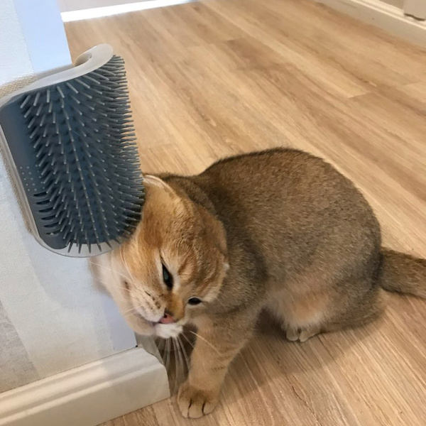 Self-Grooming Brush Wall Rubbing Device